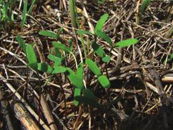 Paramount (quinclorac) is a highly selective herbicide and can be used to control leafy spurge in pastures, rangeland and non-crop areas.