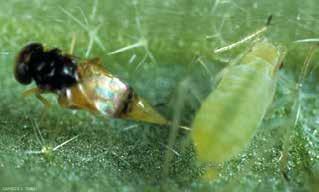 abdominalis wasps can feed directly on