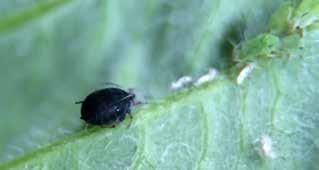 up to 14 young aphids per day.