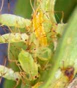 Females seek out aphid colonies for