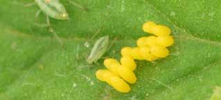 easy to spot among aphid colonies.