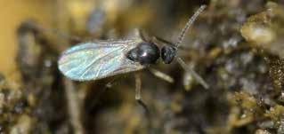 Fungus gnat adults spend most of their time on the soil