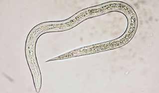 Nematodes require a microscope to see their