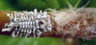 Larvae are covered in white wax filaments, resembling