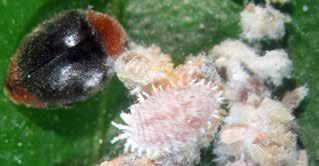 MEALYBUGS Crypts adults and young larvae prefer eggs, while