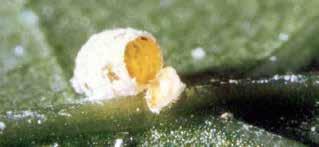 They can sense parasitized mealybugs and avoid laying
