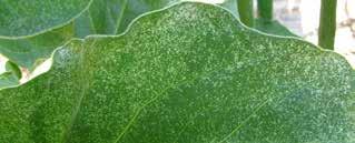 Two-spotted spider mites are the most common mites