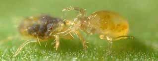 Pests they Control spider mites, eriophyid mites, broad mite,