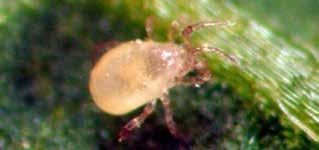 andersoni mites are beige and pear-shaped. SPIDER MITES A.