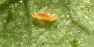 SPIDER MITES The adult is similar to a tiny gnat, and are usually not seen.