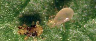 The western predatory mite is slightly larger than