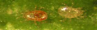 Pests they Control two-spotted spider mite (primarily),