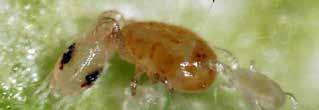 californicus mites will hunt far and wide for mites, and can