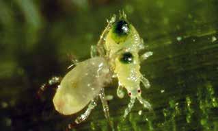 Swirski mites seek out thrips, which may occur