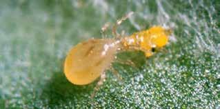THRIPS Mites are pale yellow and pear-shaped.