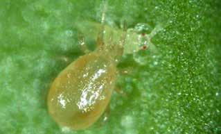 Cucumeris mites primarily feed on young
