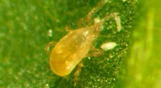 mites can also eat pollen.