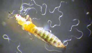 Nematodes are microscopic parasites that occur in the soil or other moist areas.