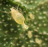 Top: Aphids can be found on the undersides of leaves,