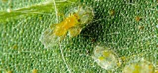 Encarsia is the most important biocontrol of the greenhouse whitefly.
