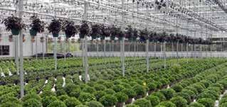 USING BANKER PLANTS Banker plants help to establish and sustain certain biological control agents, essentially acting as an open rearing system.