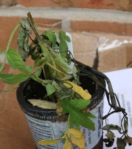 LATE BLIGHT Phytophthora infestans tomato, potato only occasional in Utah