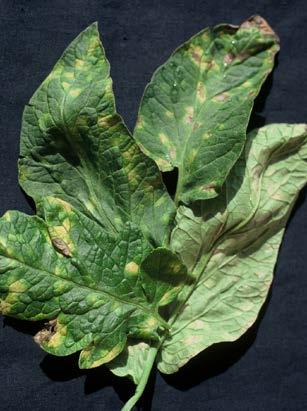 POWDERY MILDEW Leveillula taurica affects all solanaceous weeds