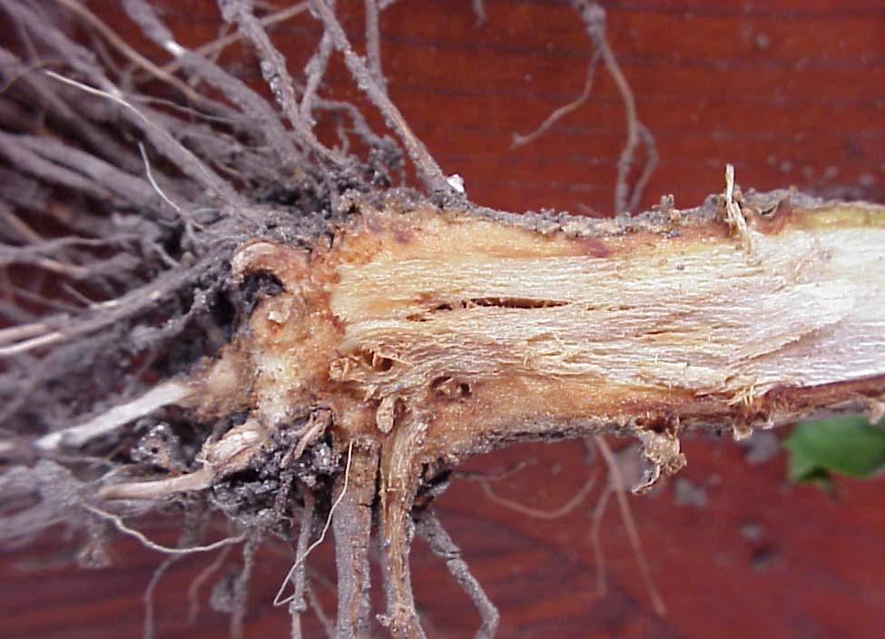 ROOT ROTS