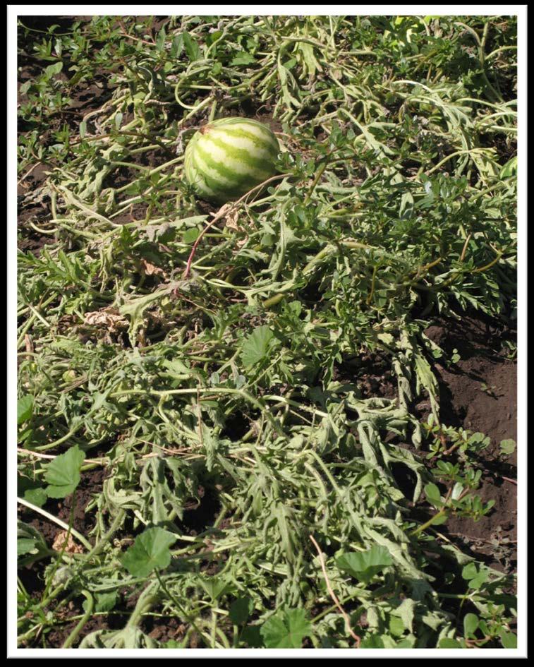 FUSARIUM WILT Fusarium oxysporum overwinters in soil debris for many years melons, squash, pumpkin needs cool soil temps,