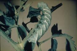 TOMATO HORNWORM LARGE green caterpillars with