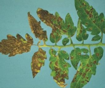 Spots, Bacterial Cankers