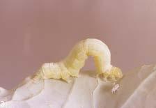 CABBAGE WORMS Two species: