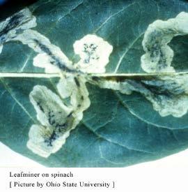LEAFMINERS IN LEAFY VEGGIES Adults