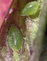 APHIDS (MANY SPECIES) ONLY SOME VECTOR VIRUS