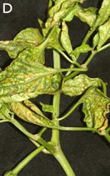 summer Alfalfa mosaic virus (not shown) Virus