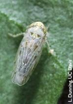 LEAFHOPPERS (MANY SPECIES) BEET LEAFHOPPER Beet Curly Top Virus Tomato, pepper, beet weeds (Russian