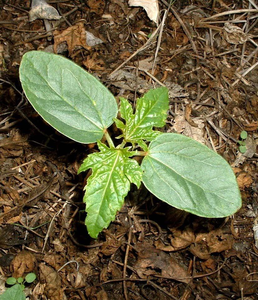 1. Cotyledons are the seedling leaves of the broadleaf plant, which are two in number with dicotyledonous weeds.