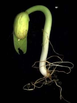 5. The hypocotyl is the portion of the stem