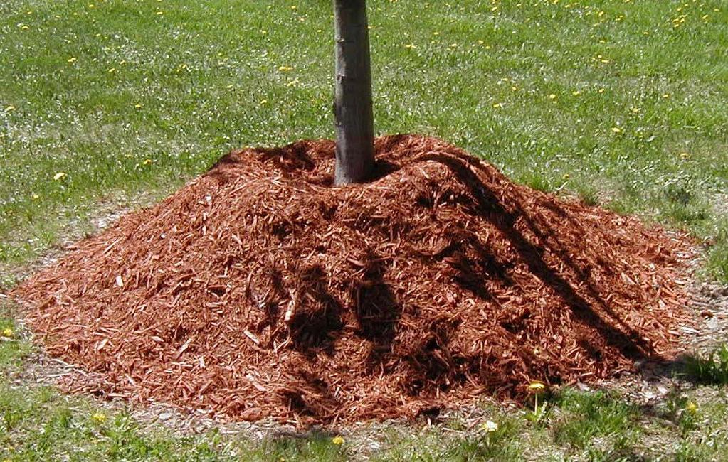 3. Mulching- This method involves placing materials such as wood chips or plastic around the base of a tree to prevent weed growth.