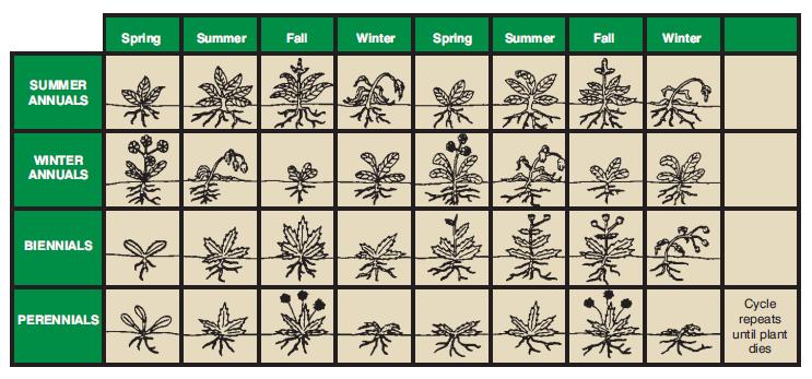 TM: D4-1 Life Cycles of Weeds Spring Summer Fall Winter Spring Summer Fall Winter
