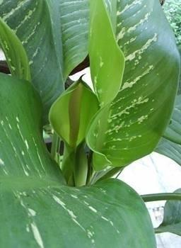 Dieffenbachia flower (Photo: National Agricultural Pest Information System) Dieffenbachia troubles Yellowing and dropping off of lower leaves ---- overwatering Plant rots off at the base ----