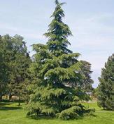 Plant a mix of deciduous trees and evergreen trees to allow for some sunny areas in the winter. Plant a new conifer tree to serve as the town tree for the holidays.