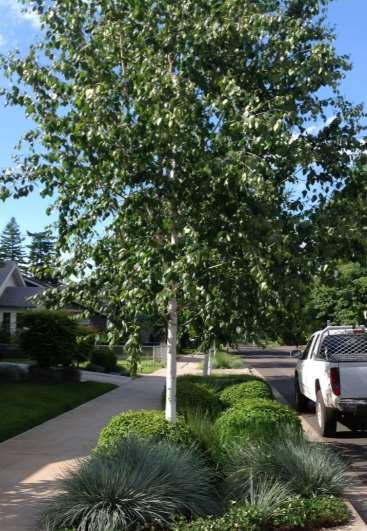 Recommendations Trees in SMFs Trees important to stormwater management Right tree, right place Criteria for planting a tree in a