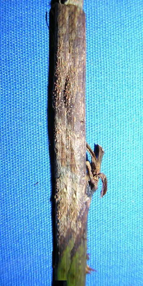 Rose Brown Canker-Crytosporella umbrina Rose Rosette Rose Rosette Virus (RRV) is a serious and incurable disease of roses. This virus is vectored by the the Wooly Rose mite, Phyllocoptes fructiphilus.