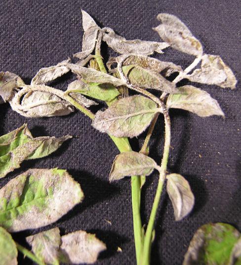 control. Rose Powdery Mildew- Sphaerotheca pannosa Rose Powdery Mildew Powdery mildew of roses, caused by Sphaerotheca pannosa, is a common and persistent disease of roses.