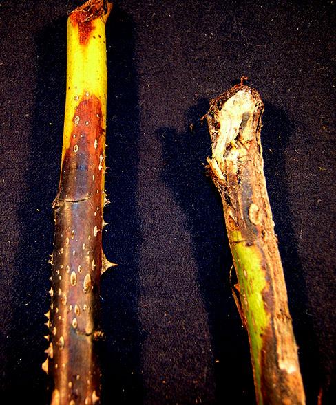 Blackish-purple lesions may appear on stems. Infected twigs may die. Good sanitation is important in reducing the amount of overwintering inoculum.