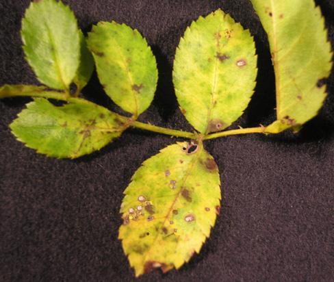 Commercial growers should rotate Mancozeb with Heritage or Compass. Note that although Knockout roses are extremely resistant to Black spot, they can have problems with Downy Mildew.