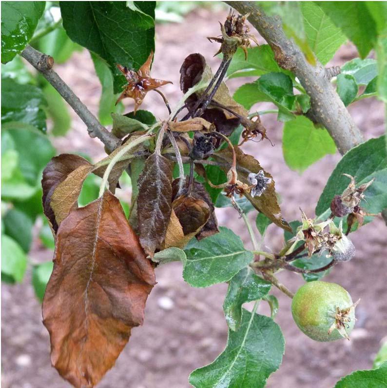 Tree Fruit Bacterial Disease Management 2.
