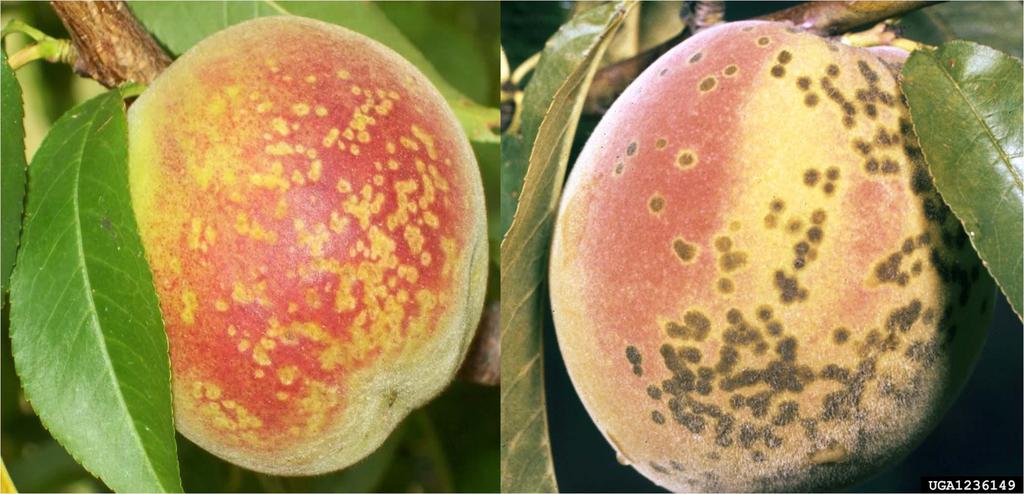 Bacterial spot symptoms - Fruit Peach Scab Circular lesions Dark olive-brown, fuzzy
