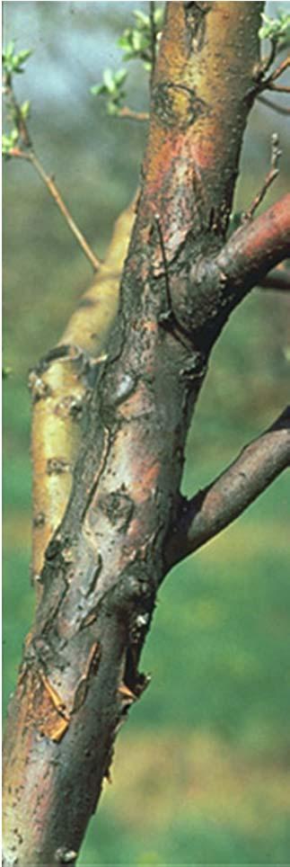 Fire Blight Disease Cycle 101
